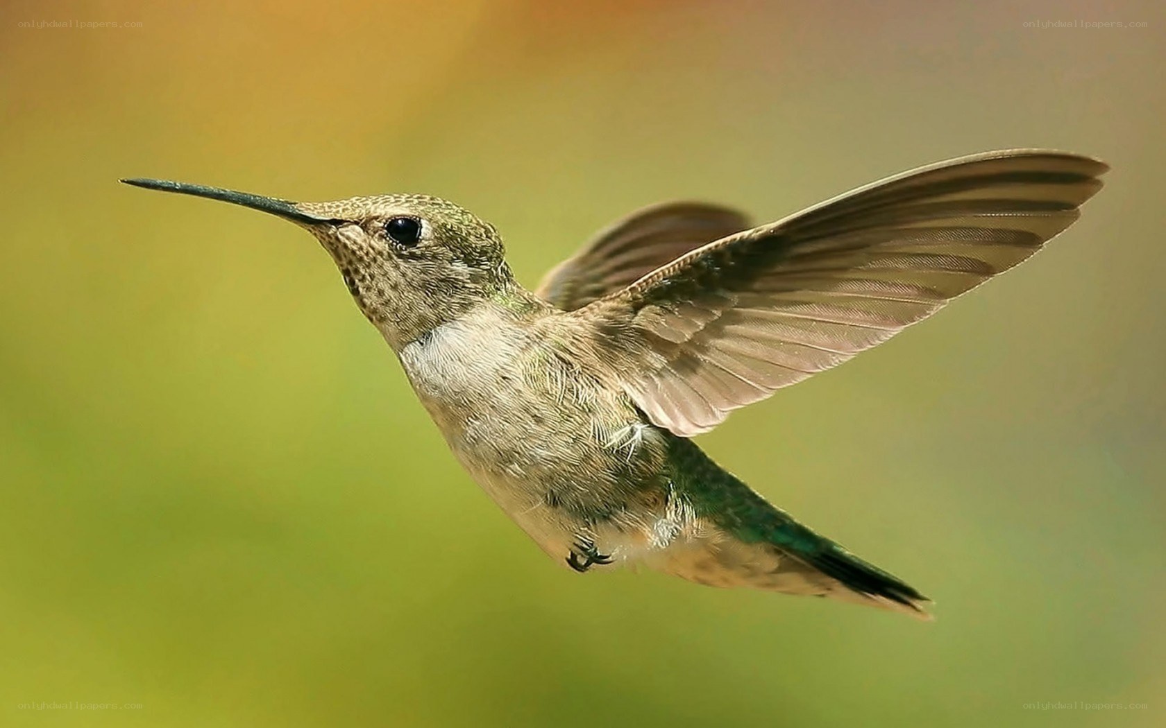 hummingbird in flight