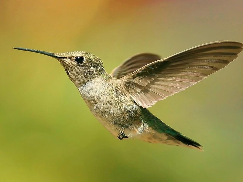 hummingbird in flight