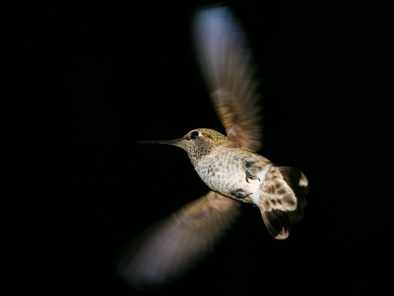 hummingbird in flight