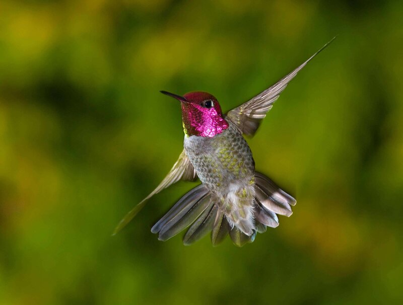 Hummingbird in flight