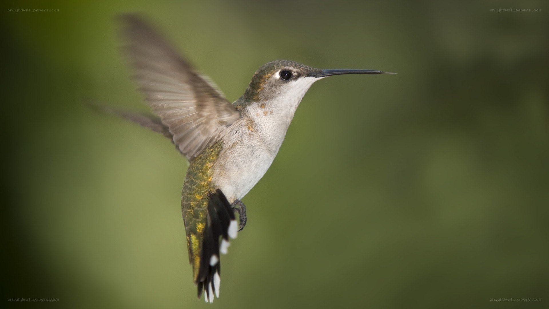 hummingbird in flight