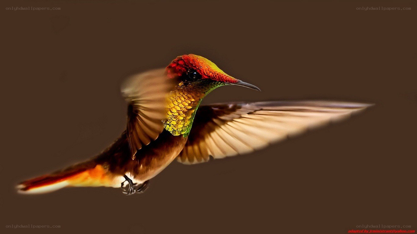 hummingbird in flight