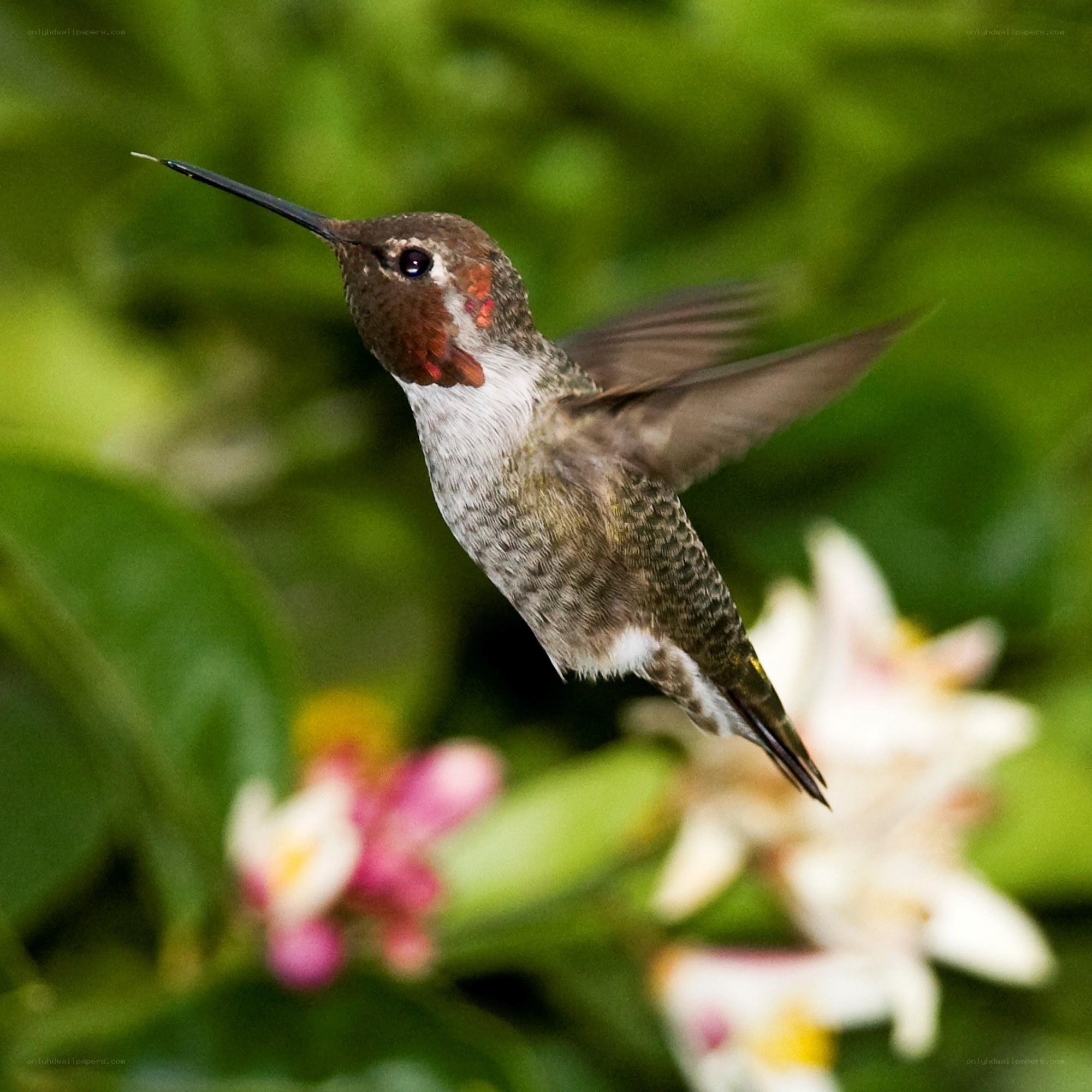 hummingbird in flight