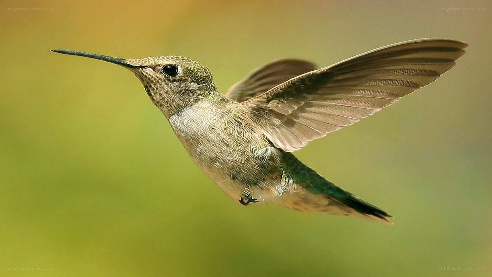 hummingbird in flight