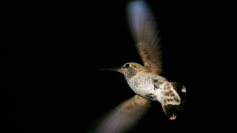 hummingbird in flight