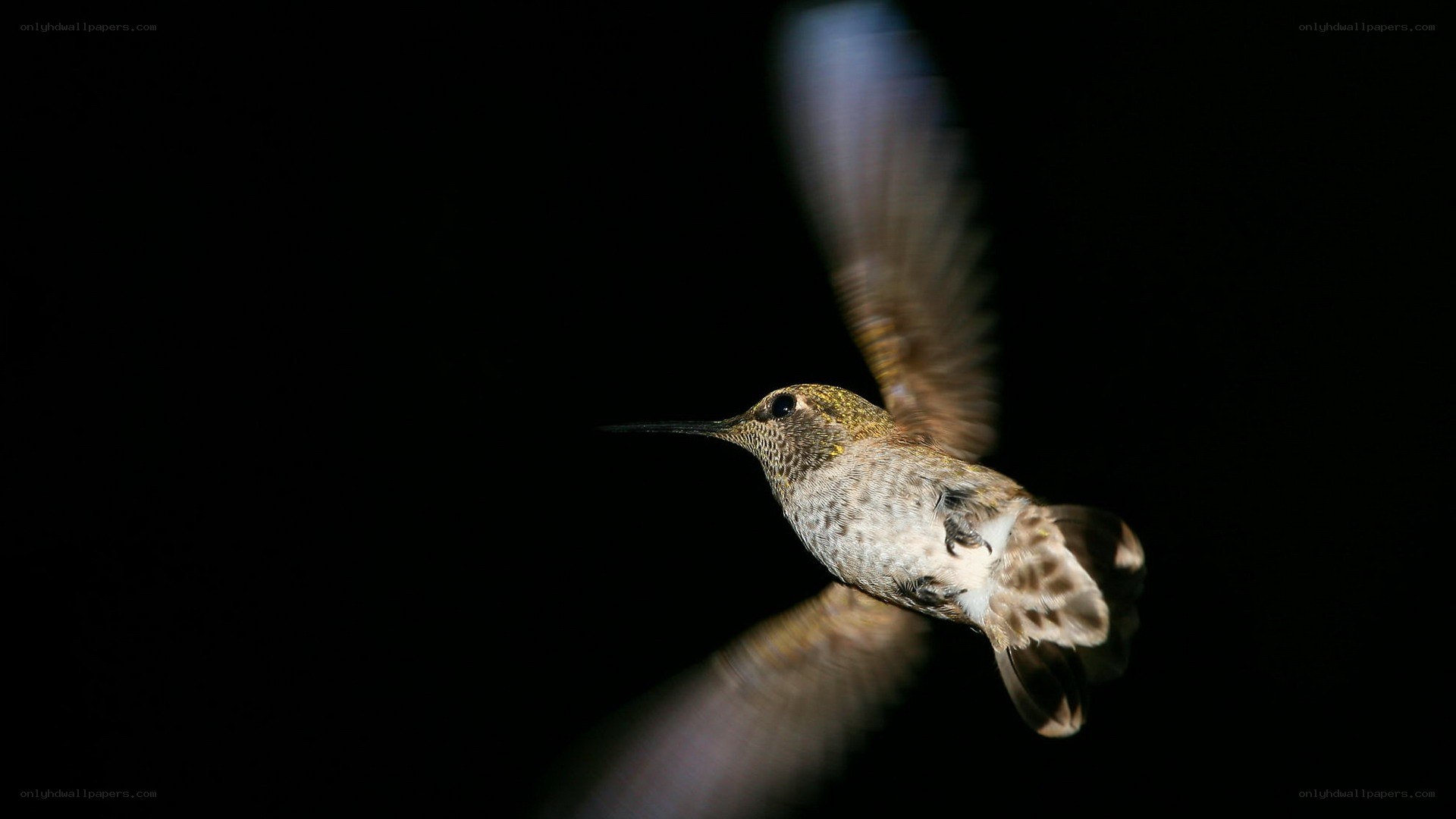 hummingbird in flight