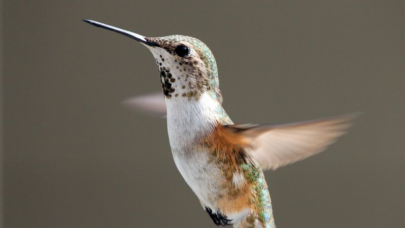 hummingbird in flight