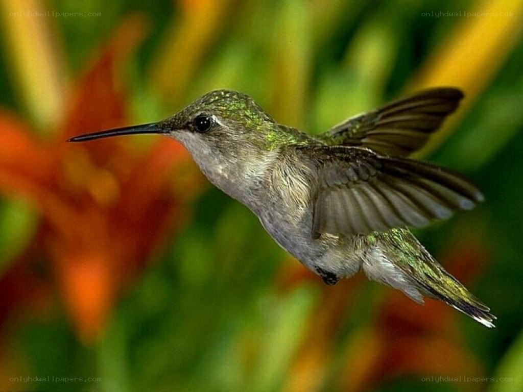 hummingbird in flight
