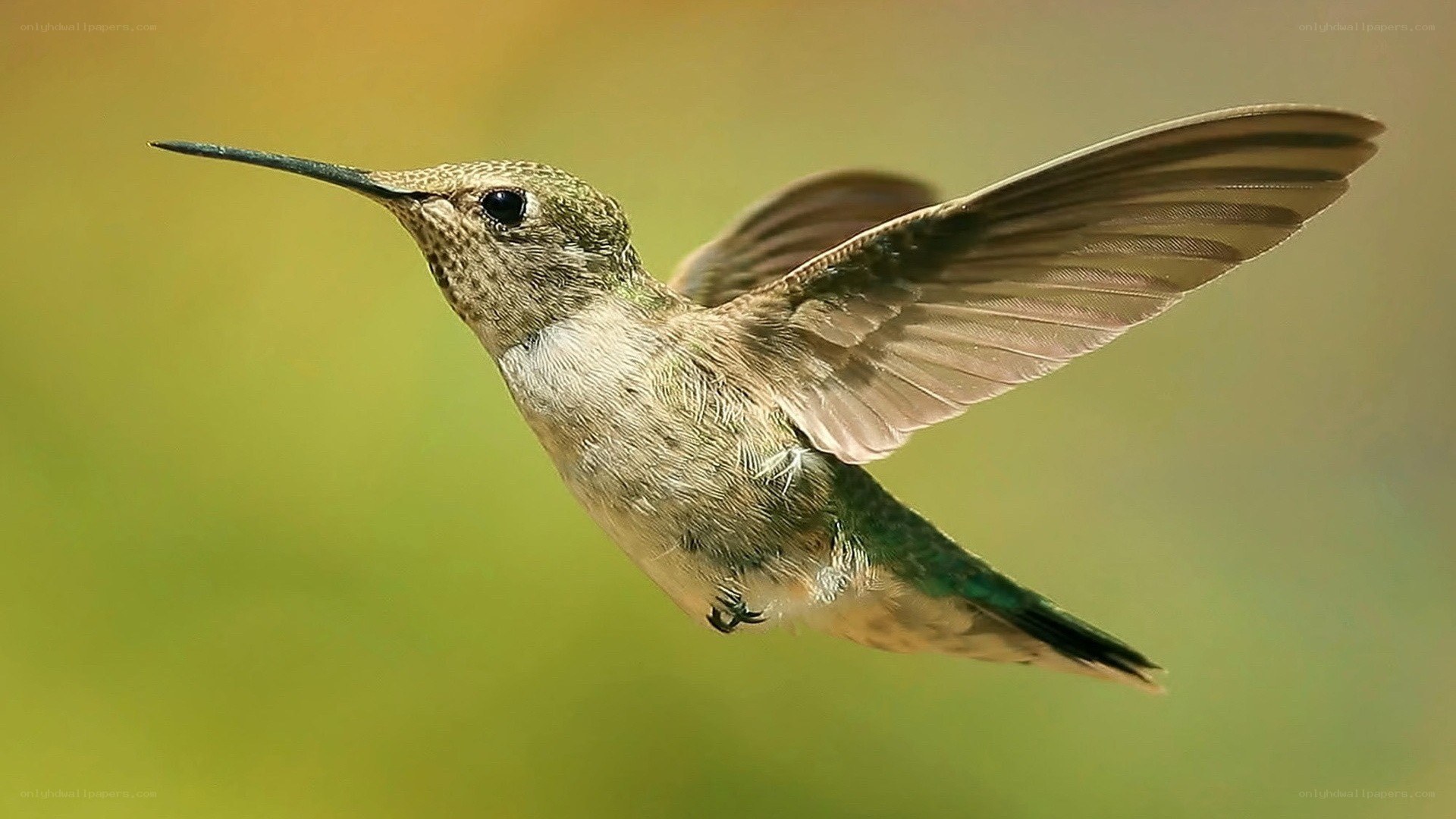 hummingbird in flight