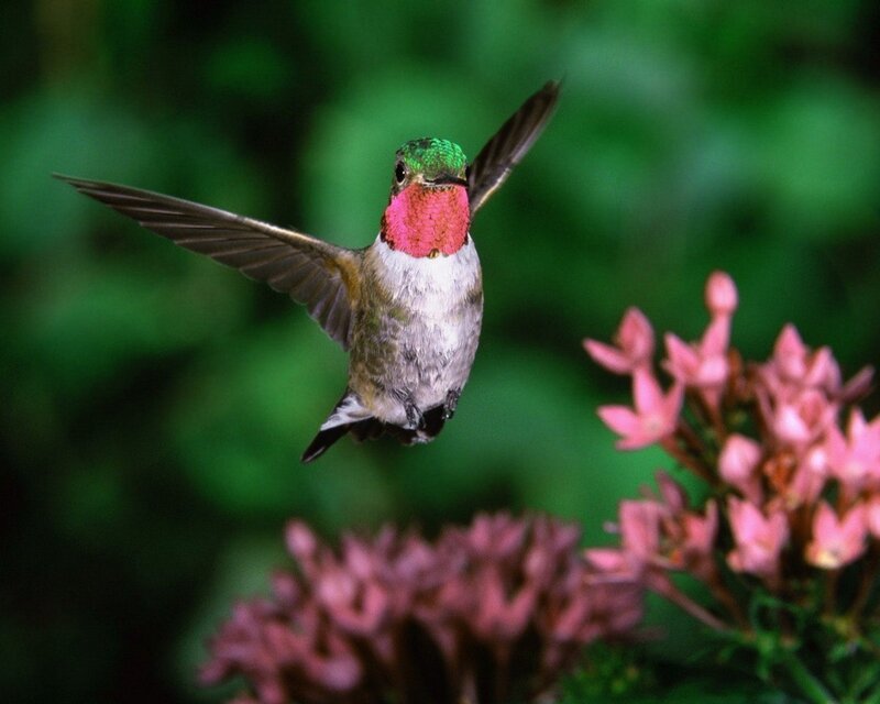 hummingbird in flight