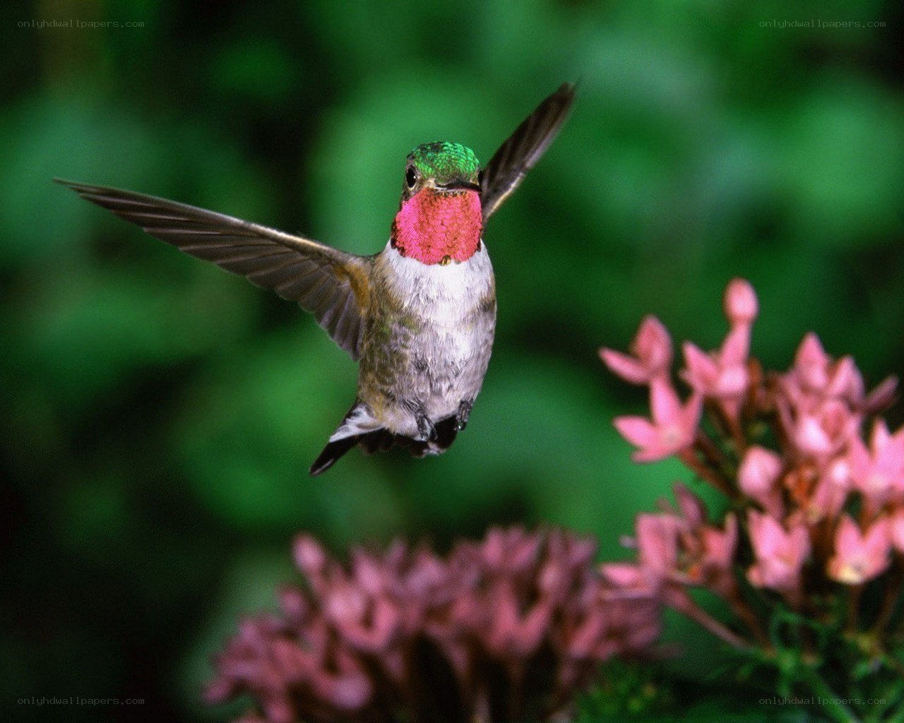 hummingbird in flight