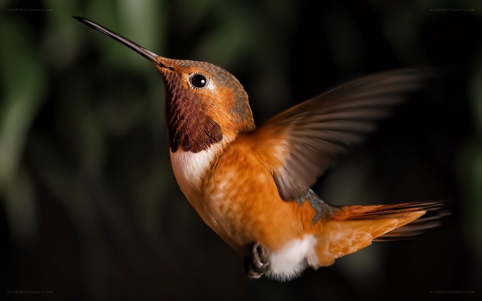 hummingbird in flight