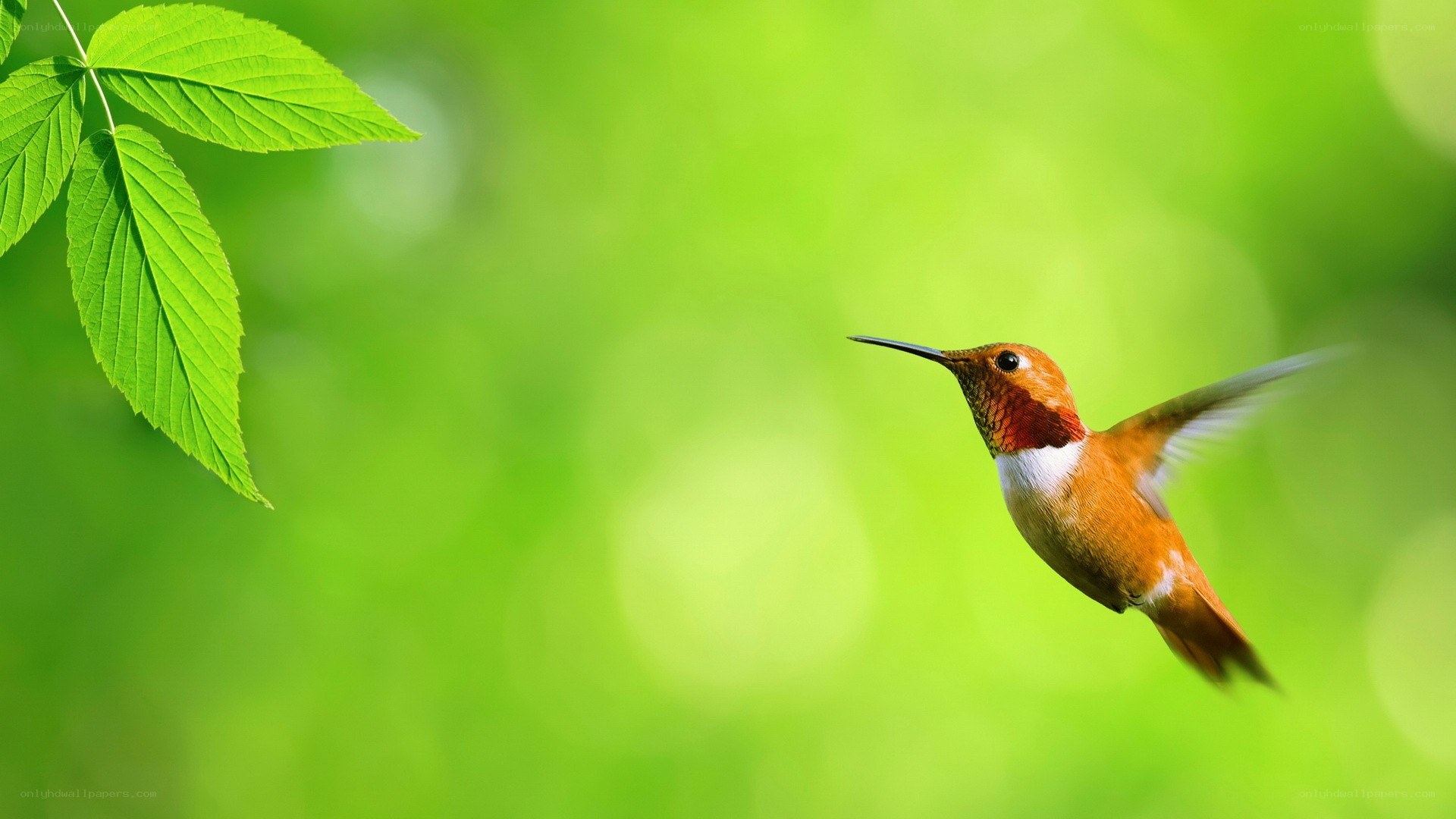 hummingbird in flight