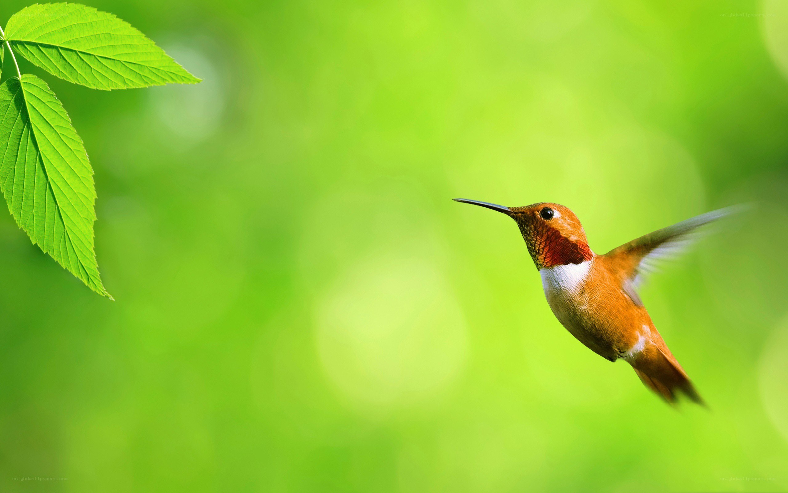 hummingbird in flight