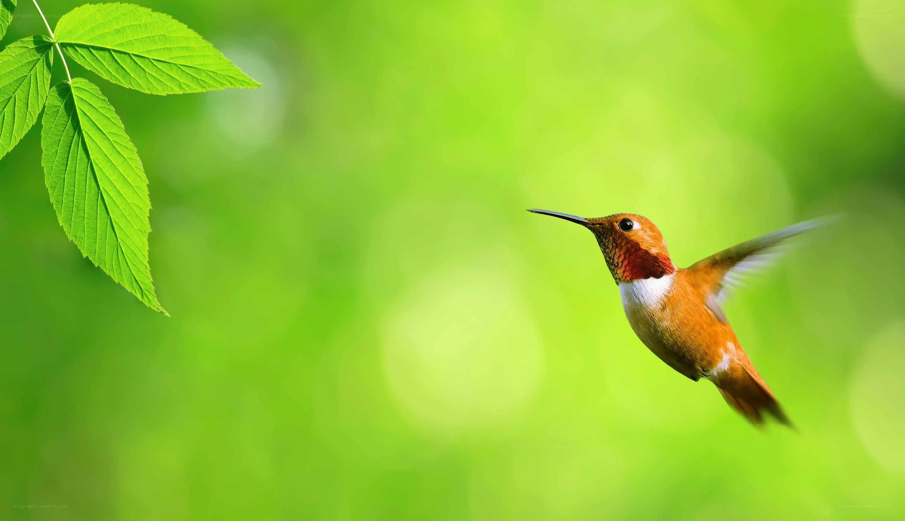 hummingbird in flight