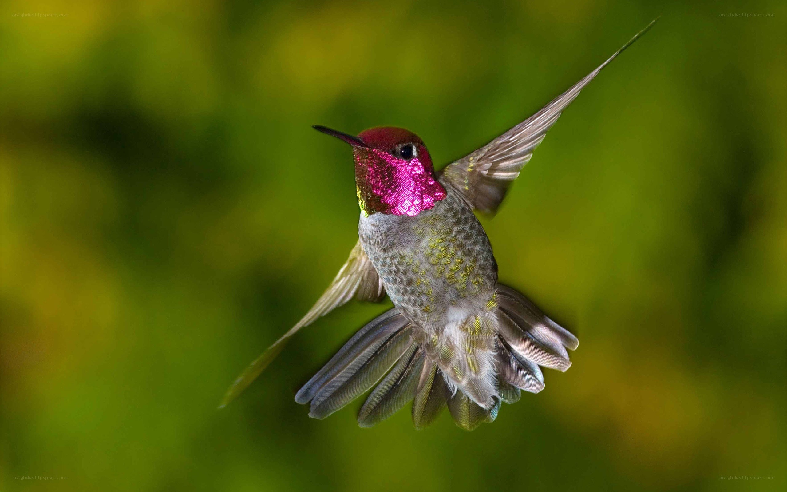 hummingbird in flight