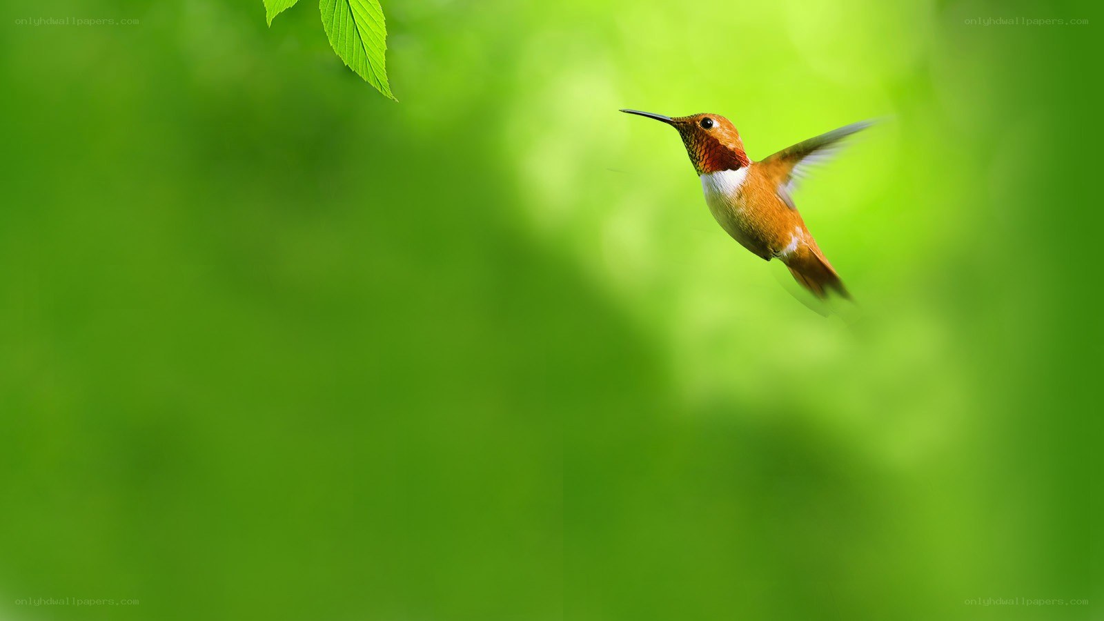 hummingbird in flight