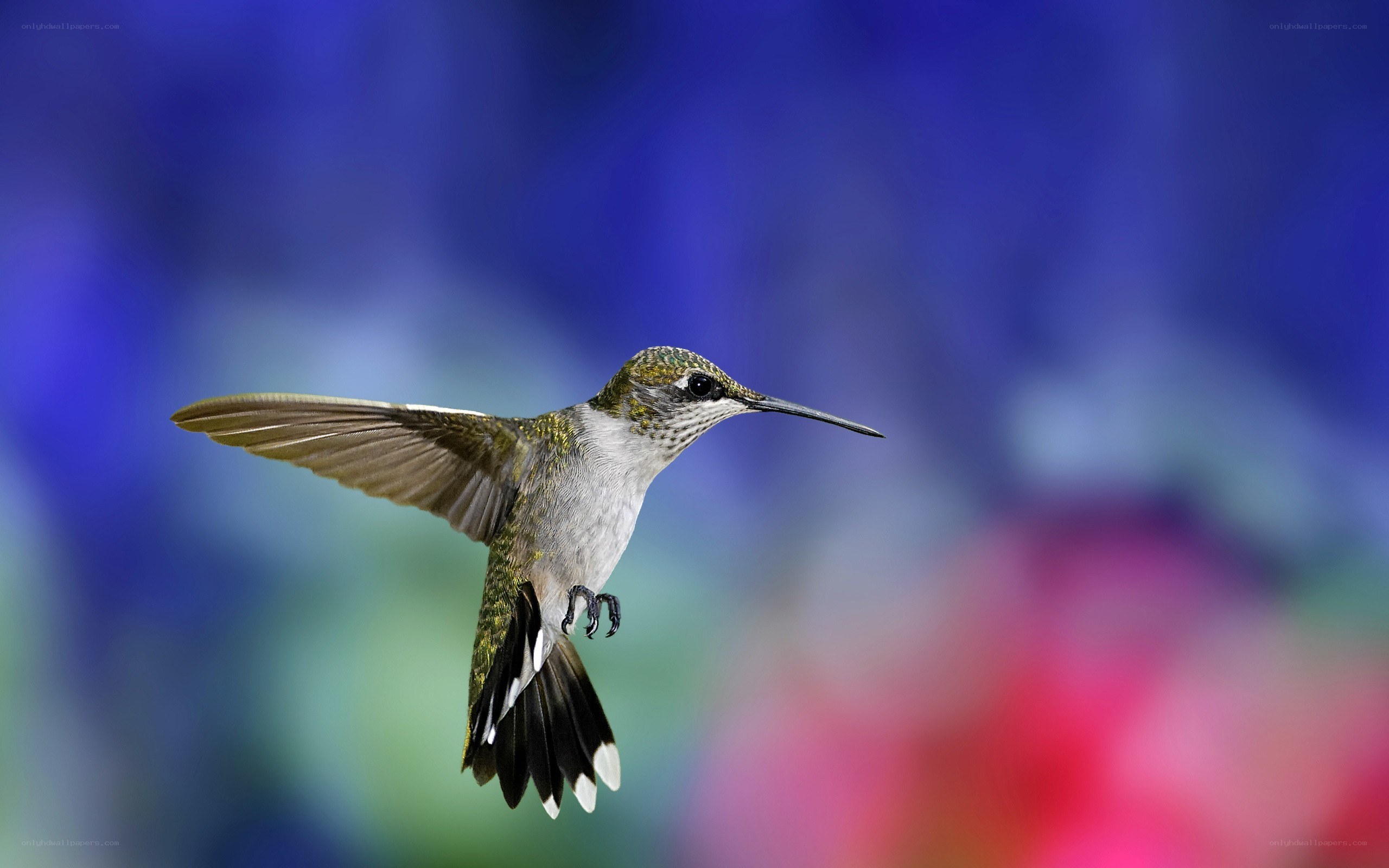hummingbird in flight