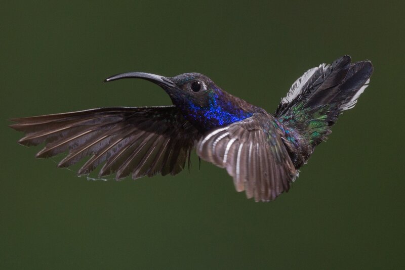 hummingbird in flight