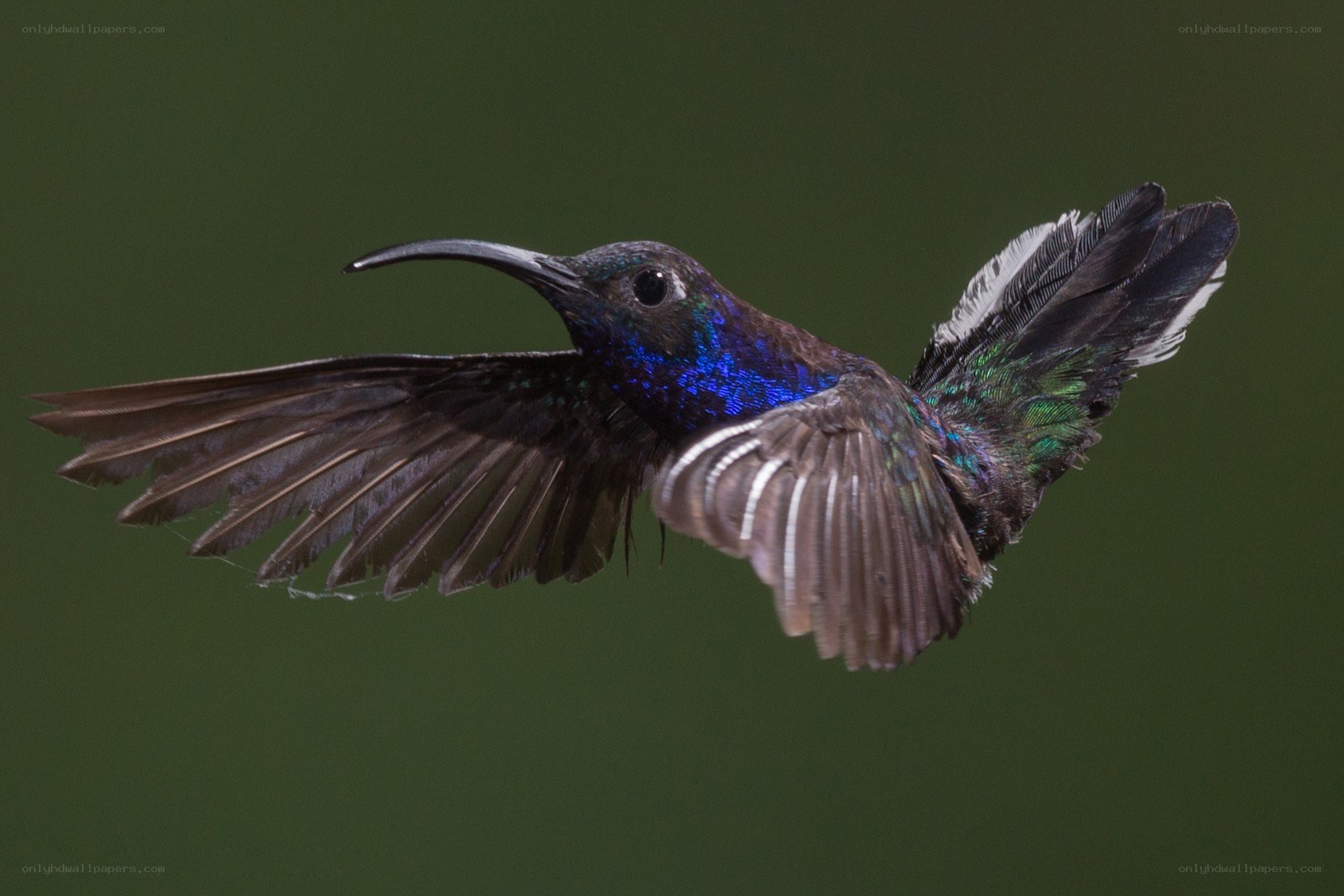 hummingbird in flight