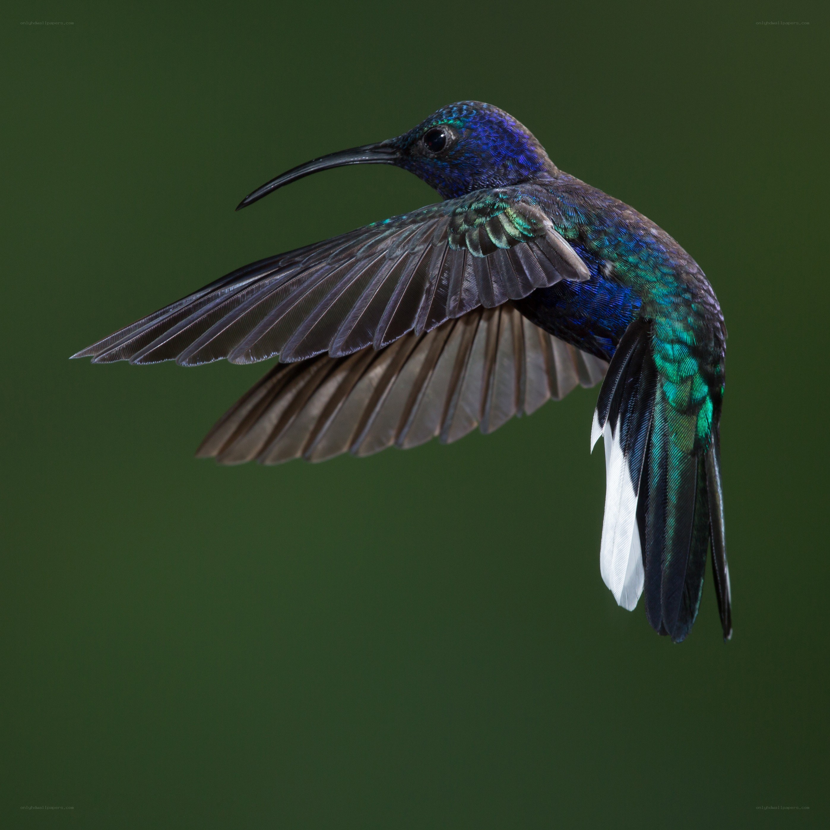 hummingbird in flight