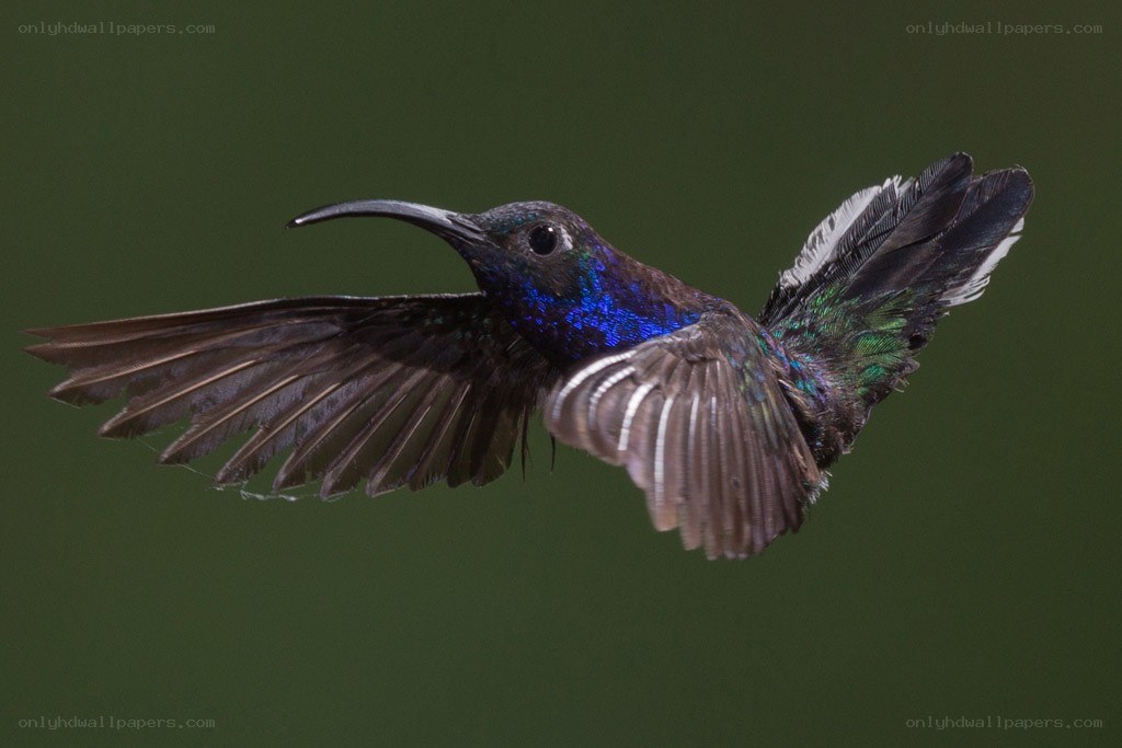 hummingbird in flight