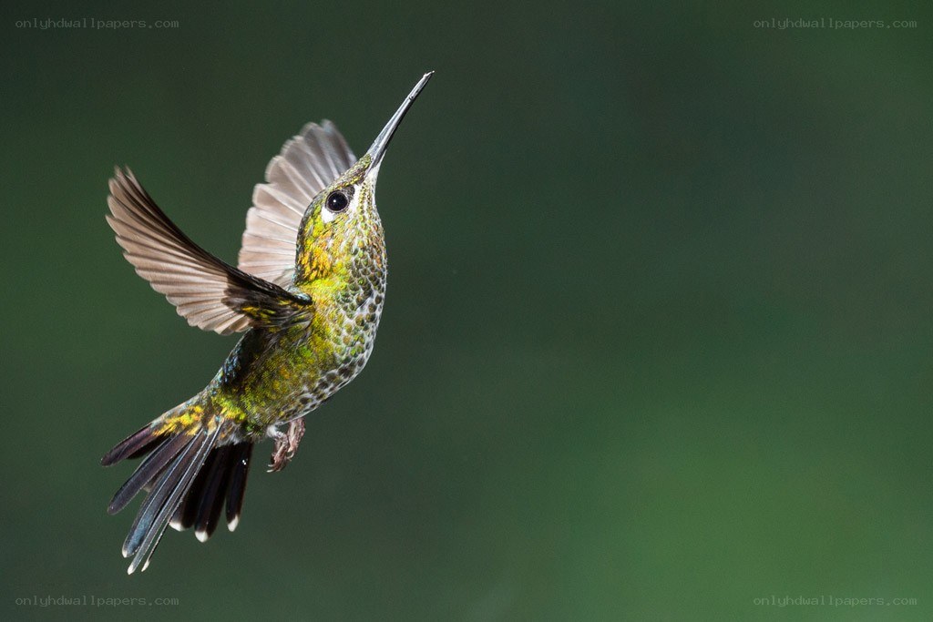 hummingbird in flight