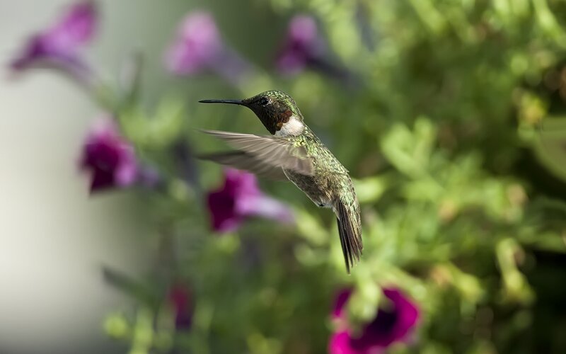 hummingbird in flight