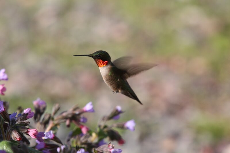 hummingbird in flight