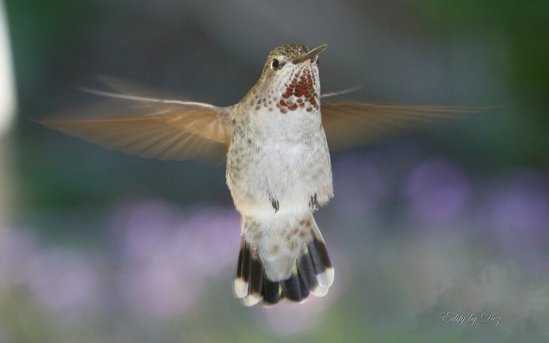hummingbird in flight
