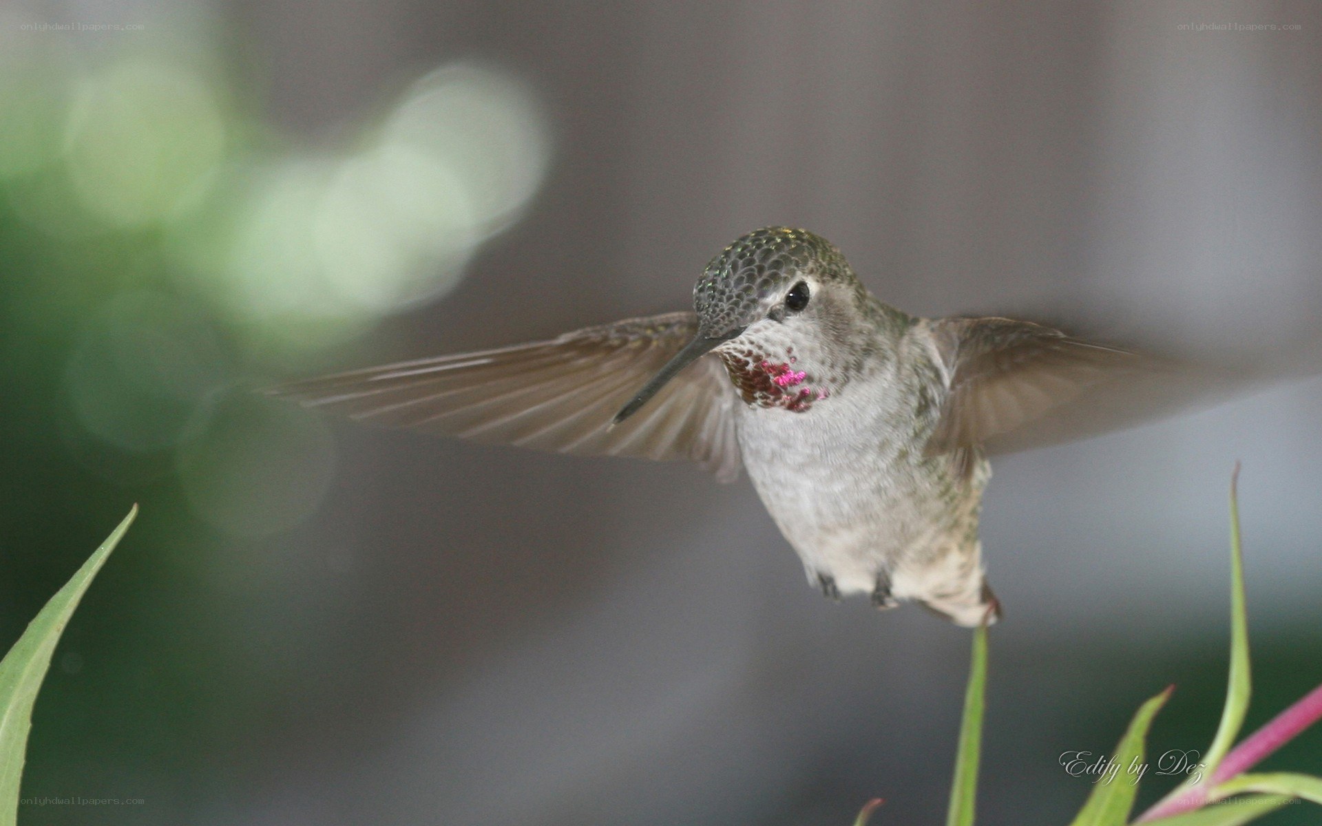 hummingbird in flight