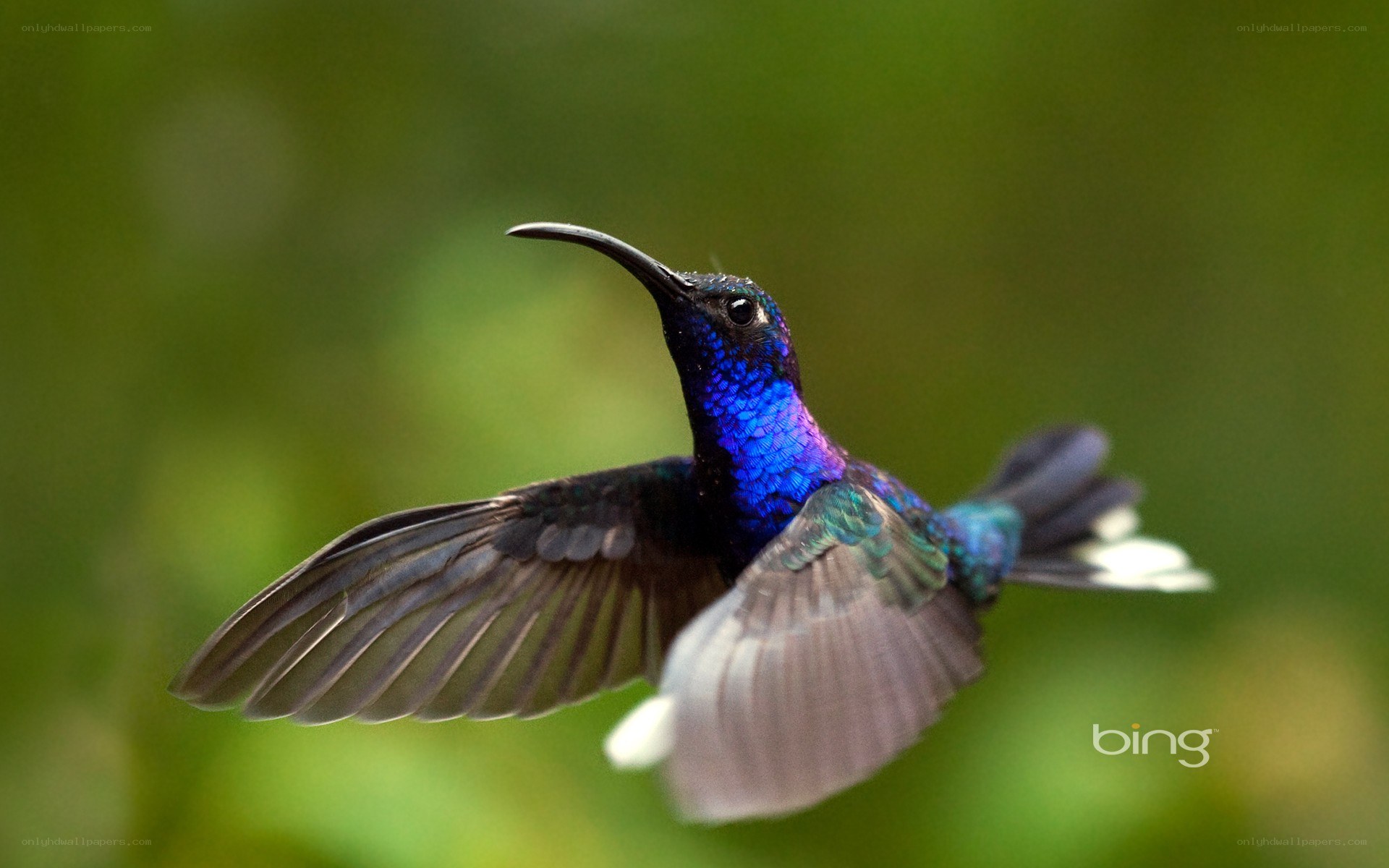 hummingbird in flight