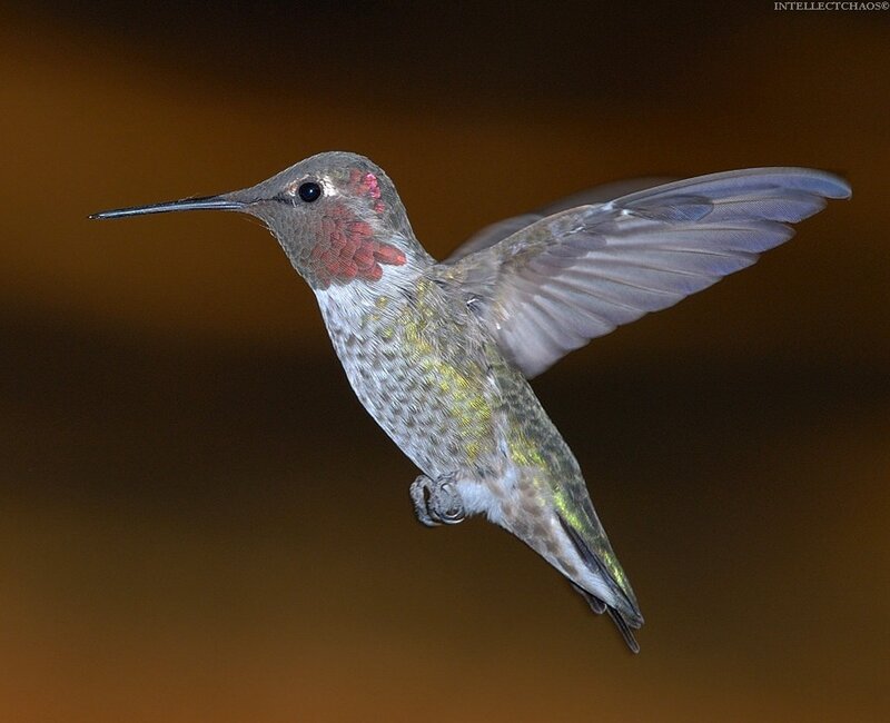hummingbird in flight