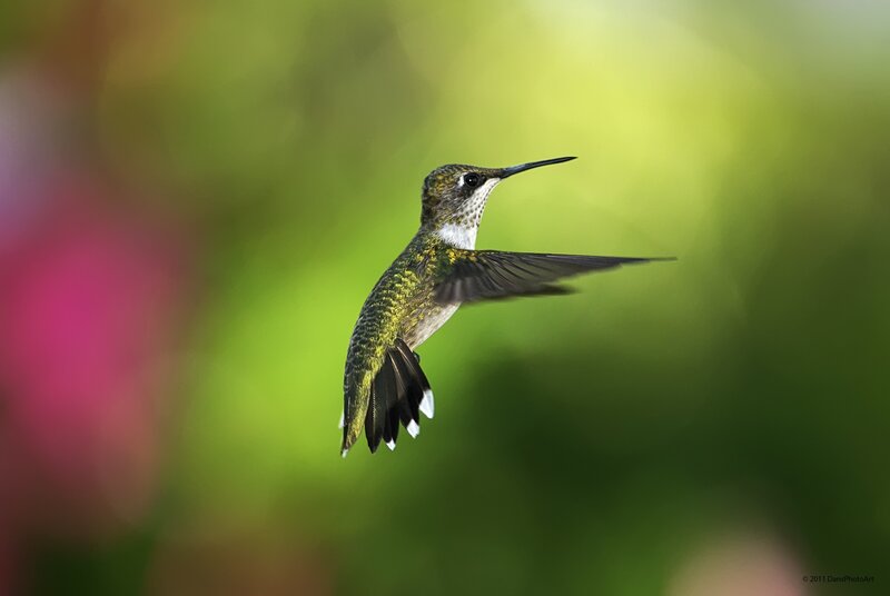 hummingbird in flight