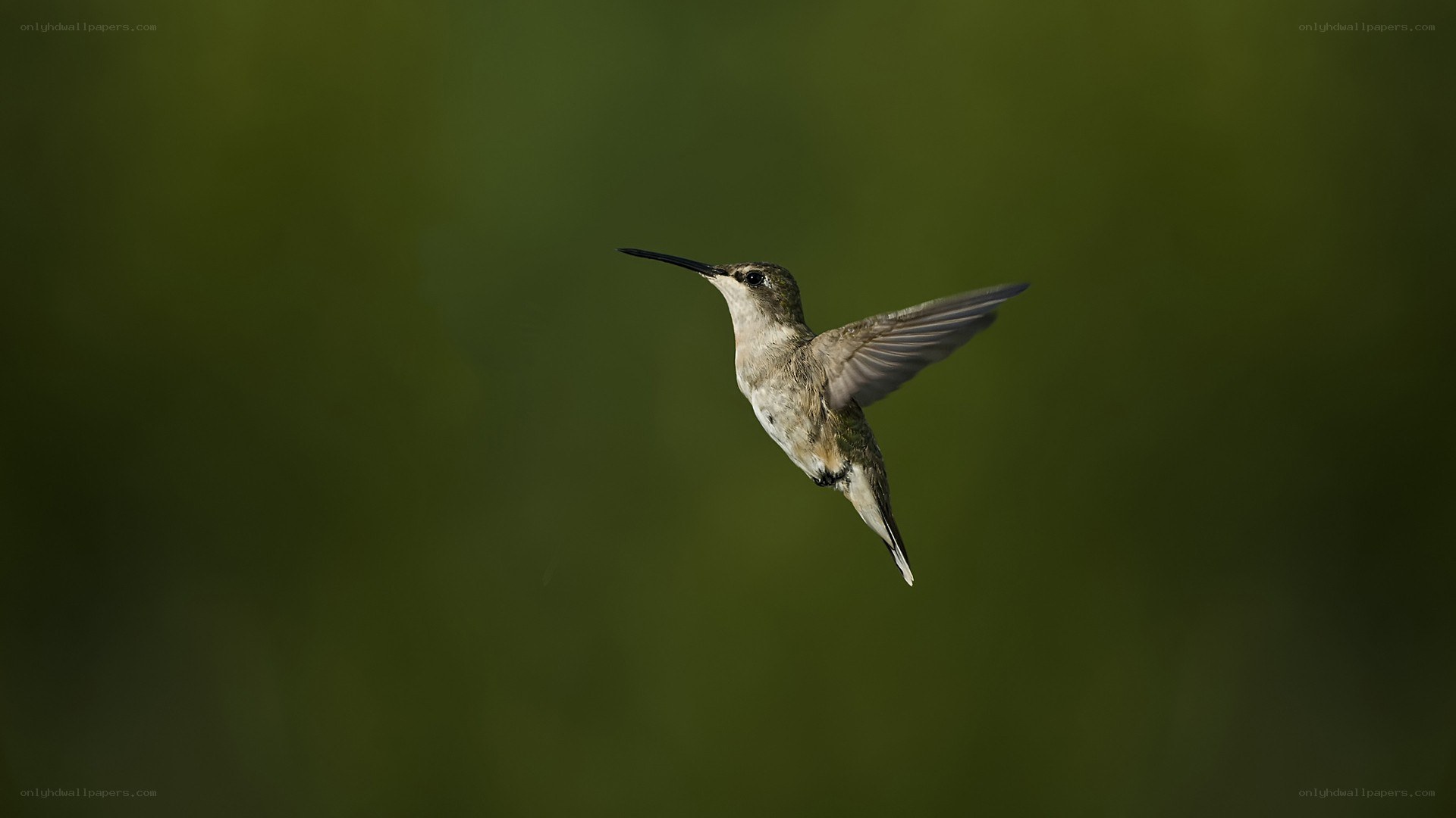 hummingbird in flight