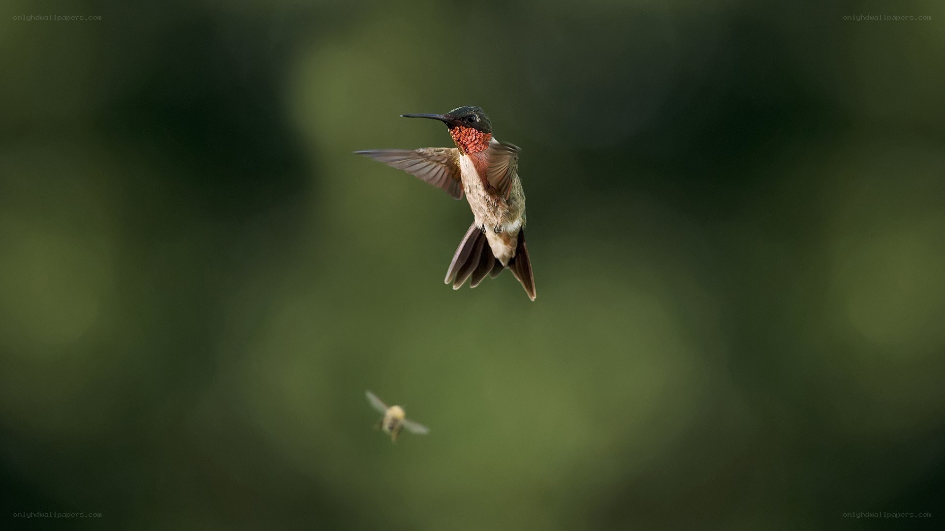 hummingbird in flight