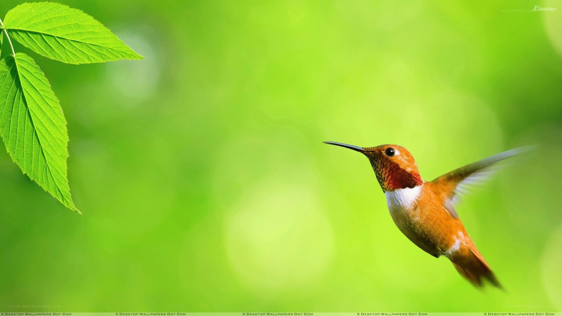 hummingbird in flight