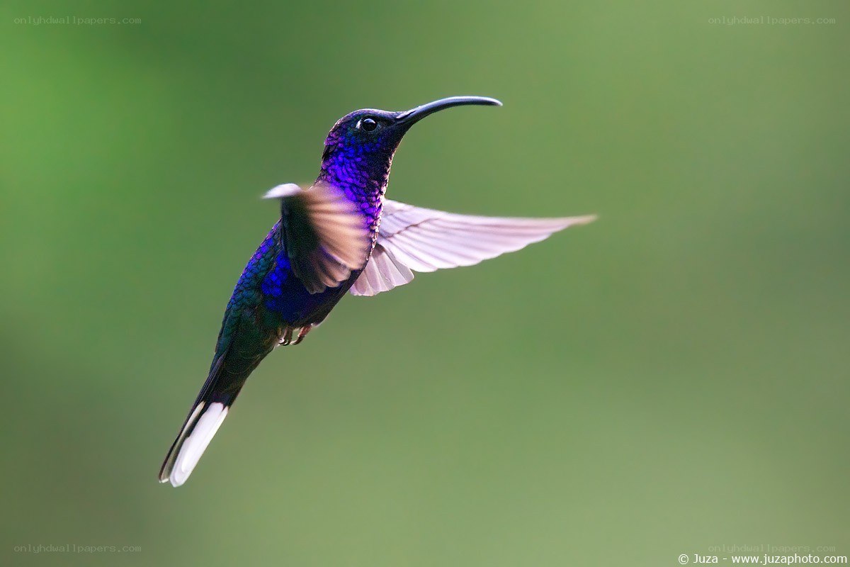 hummingbird in flight