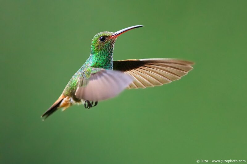 hummingbird in flight