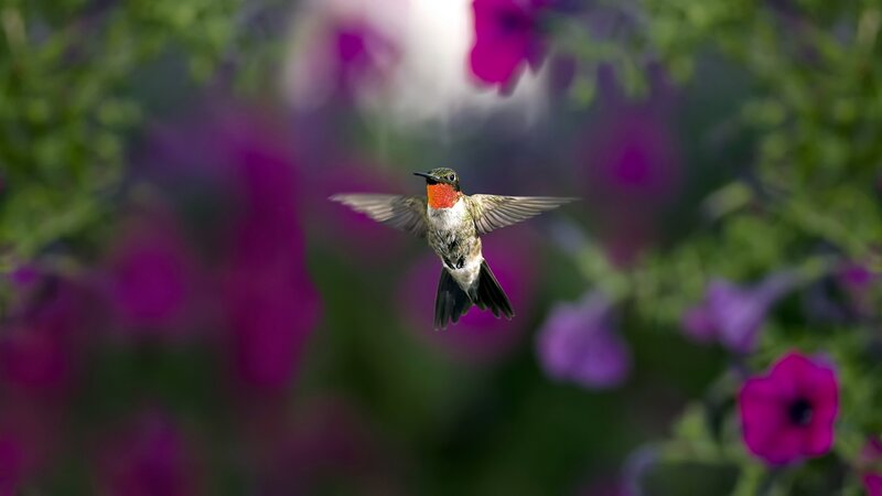 hummingbird in flight