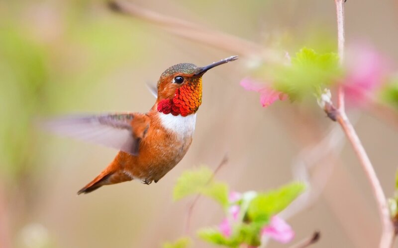 hummingbird in flight