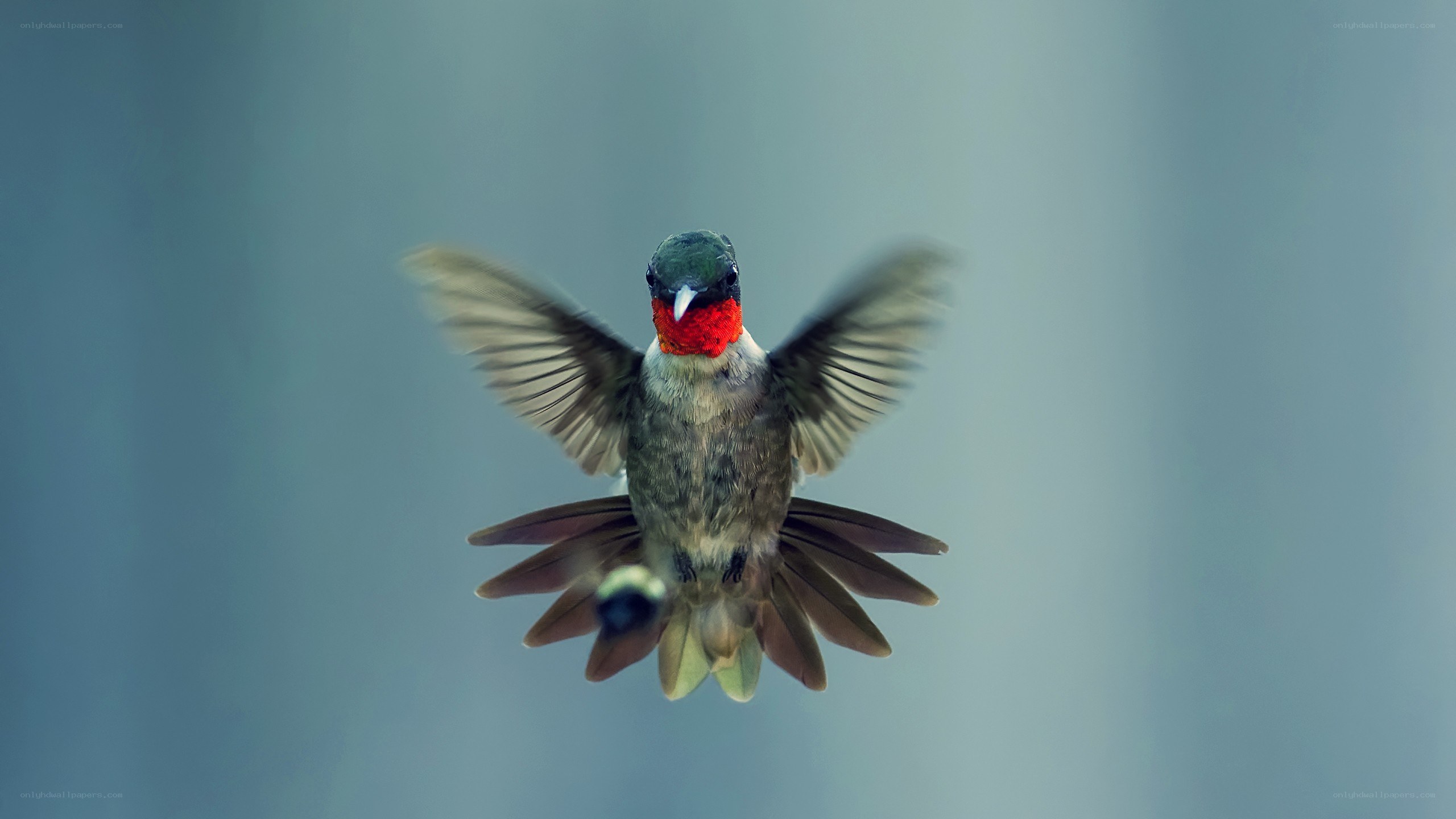 hummingbird in flight