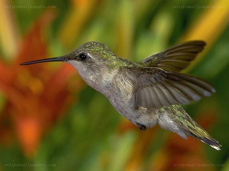 hummingbird in flight