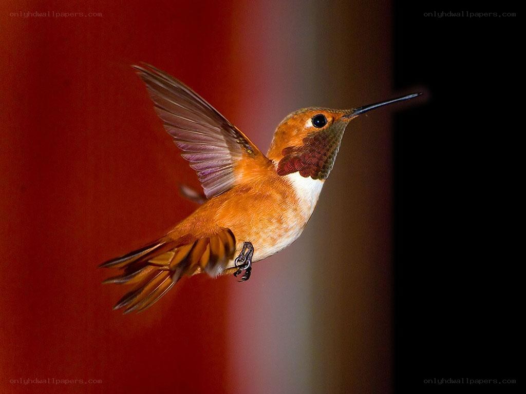 hummingbird in flight
