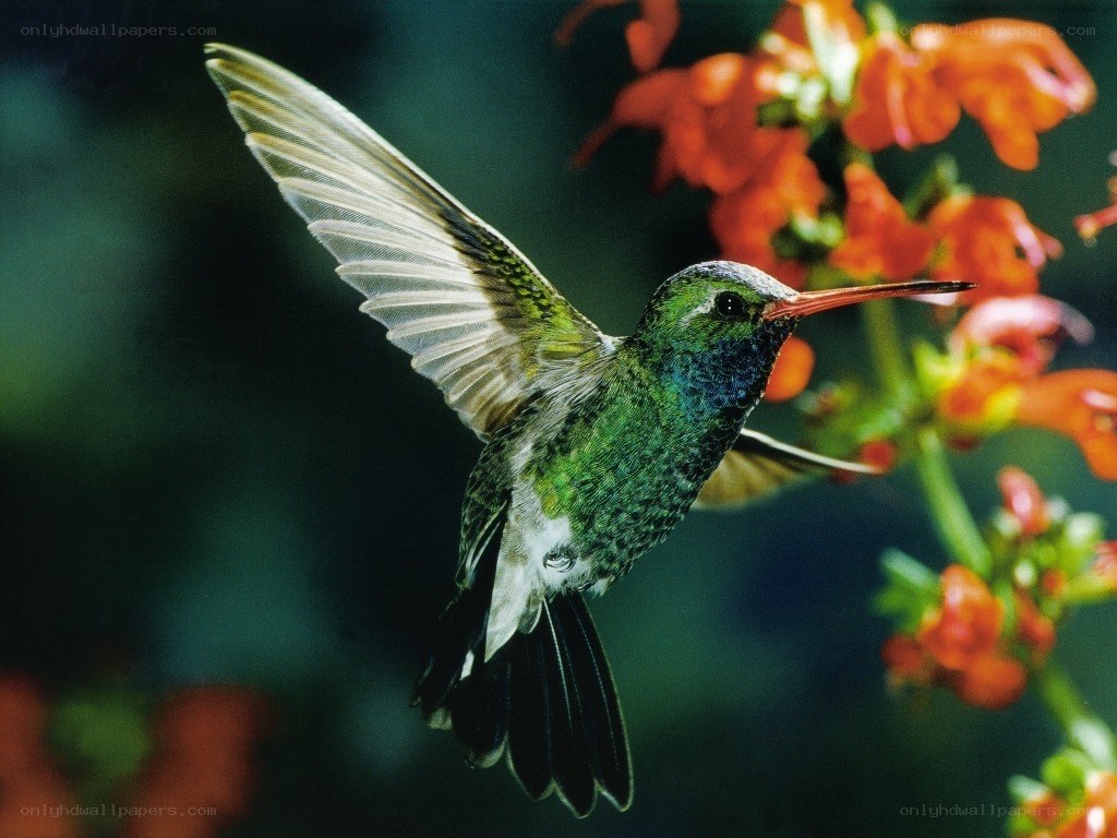 hummingbird in flight
