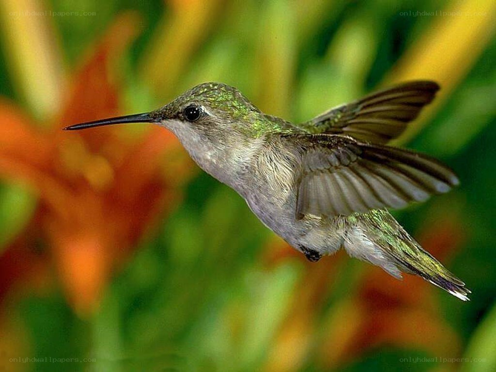 hummingbird in flight