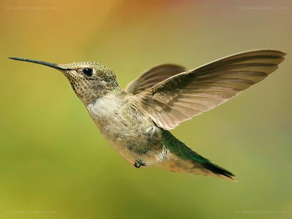 hummingbird in flight
