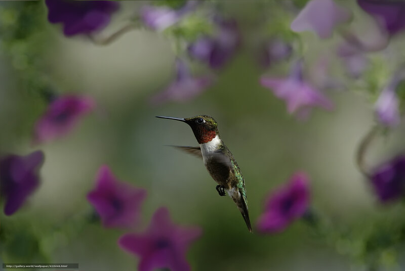 Hummingbird in flight among flowers