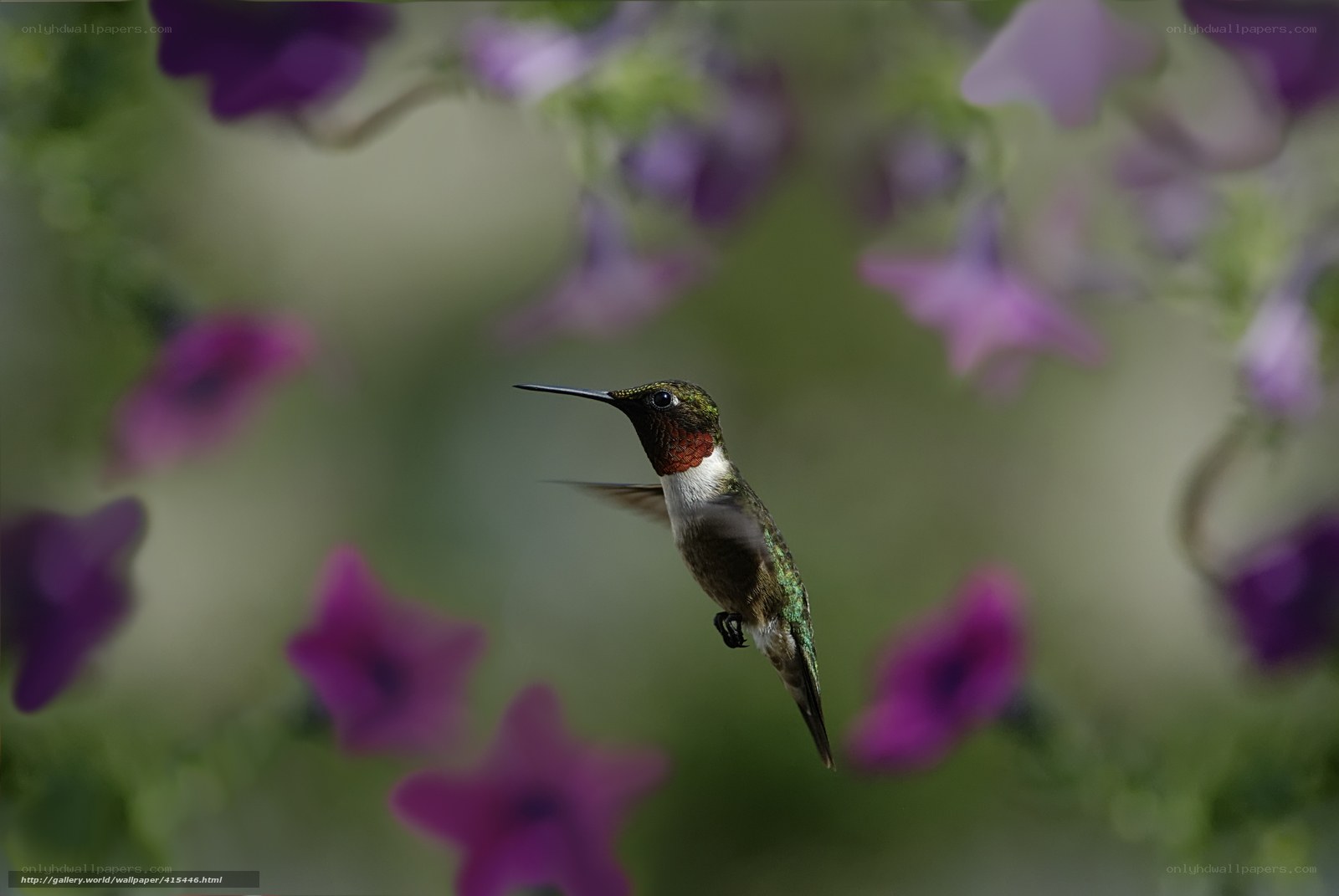 Hummingbird in flight among flowers