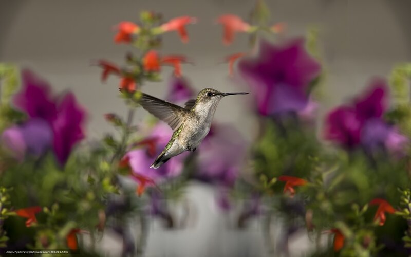 Hummingbird in flight among flowers